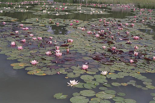 Water-lilies - smaller format