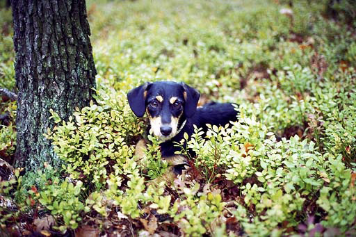Big-eared blueberry - smaller format