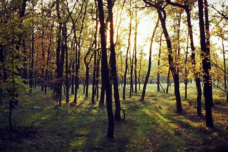 Duby na Zvolsk homoli - vt formt