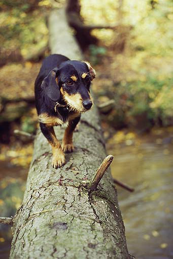 Susy over the creek - smaller format