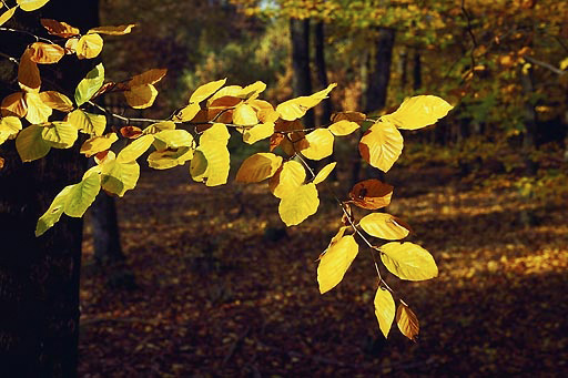 Gold-plated beeches - smaller format
