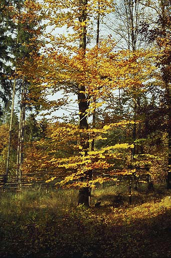 Gold-plated beeches - smaller format