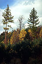 Podzim v Porskch lesch - hlavn odkaz