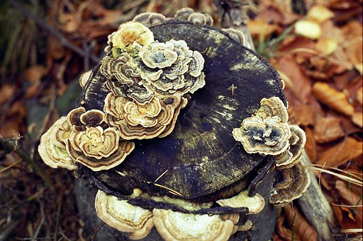 Stump in blossom - smaller format