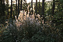 Willowherbs past blossom - main link