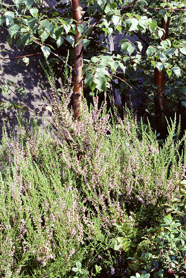 Heather - smaller format