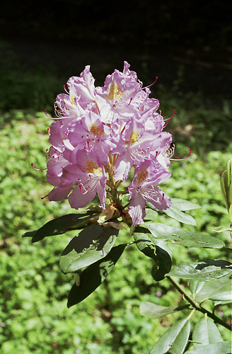 Rhododendrony - men formt