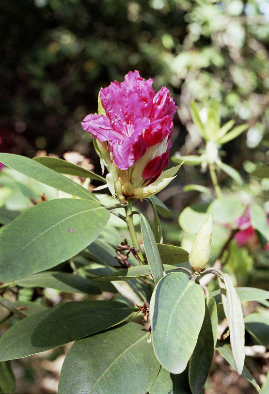 Rhododendrony - vt formt