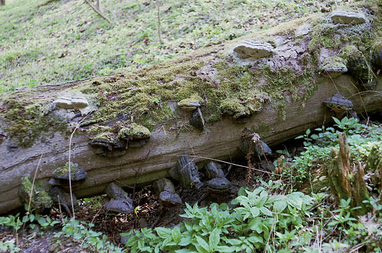 Polyporus - smaller format