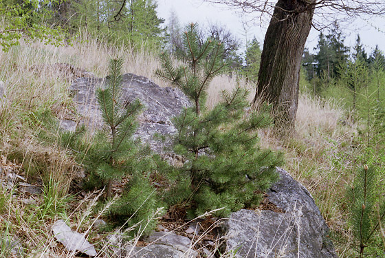 In woods over "Monaco" - smaller format