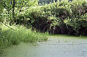 Green kingdom - main link