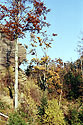 Autumn in the "Sand Gorge" - main link