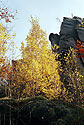 Golden birch - main link