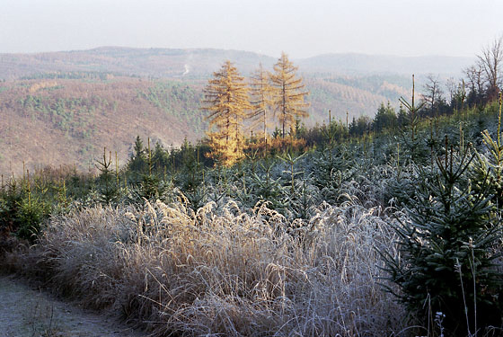 Larches - smaller format