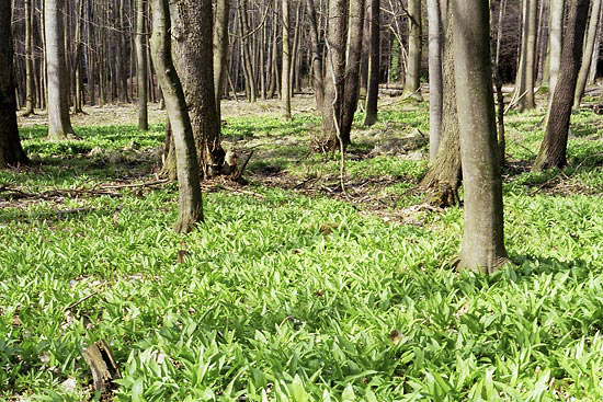 Field garlic - smaller format