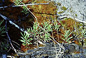 Moss on the rock - main link