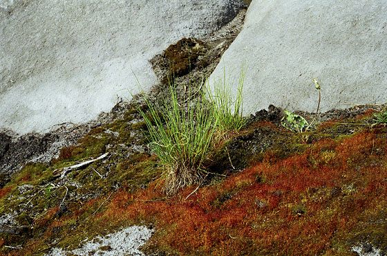 Moss on the rock - smaller format