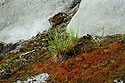 Moss on the rock - main link