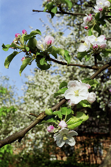 Kvetoucí jabloň - menší formát