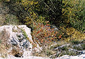 "All Souls´ Cliff" from amidst - main link