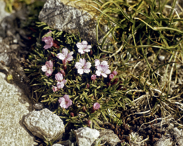 Rilsk flora - men formt