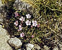 Flora of "Rila" - main link