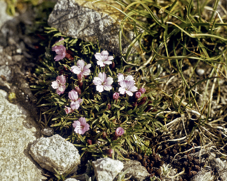 Rilsk flora - vt formt