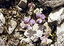 Flora of "Pirin" - main link