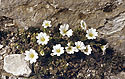 Flora of "Pirin" - main link