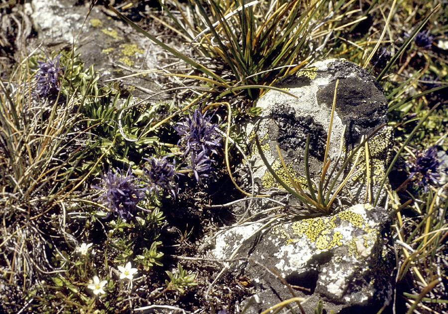 Pirinská flora - větší formát