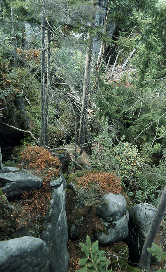 Backwoods - smaller format