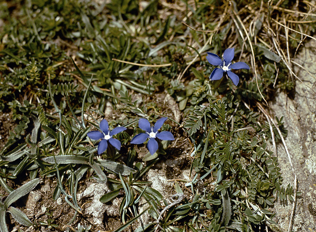 Pirinsk flora - men formt