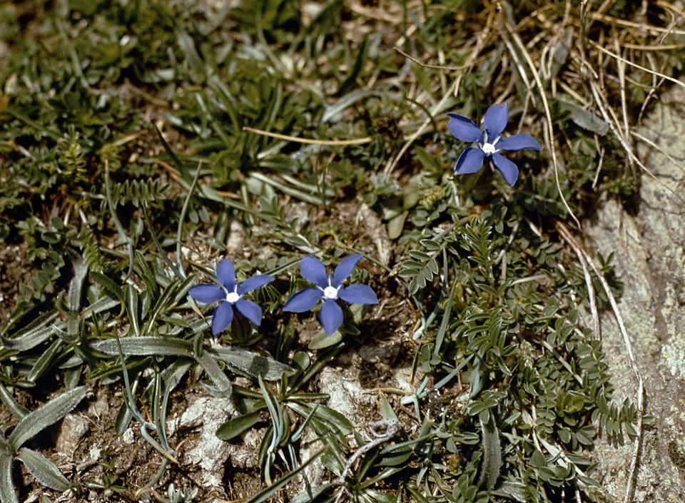 Flora of "Pirin" - larger format