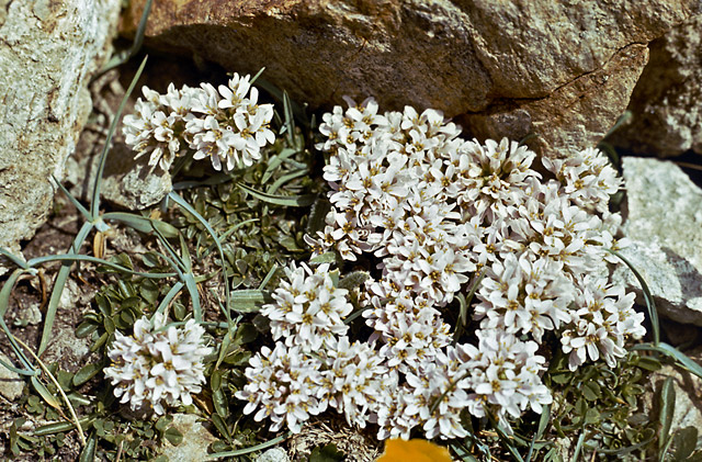 Pirinsk flora - men formt