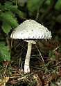 Parasol mushroom - main link