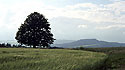 Vista to "Osta" - main link