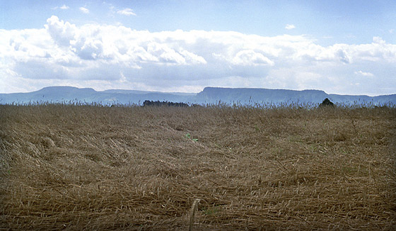 View over the corn field - smaller format