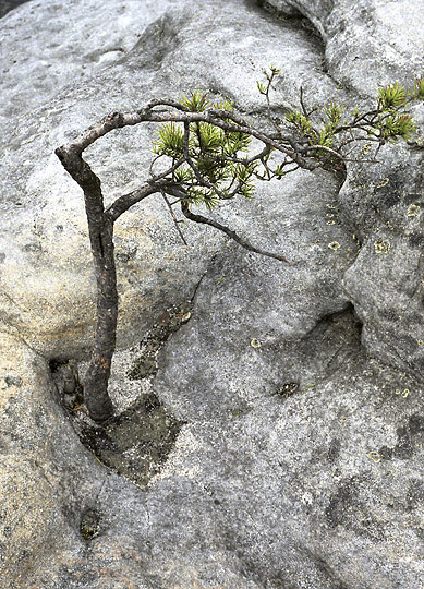 Dwarf tree - smaller format