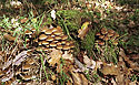 Life-giving stump - main link