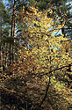 Golden tree - main link