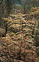 Golden tree - main link