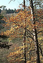 Golden tree - main link