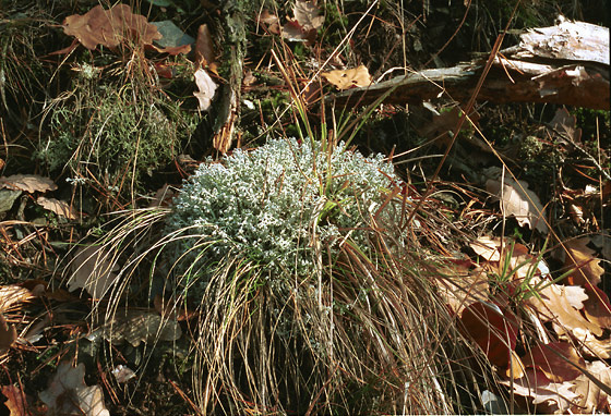 Lichen - smaller format