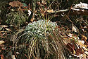 Lichen - main link