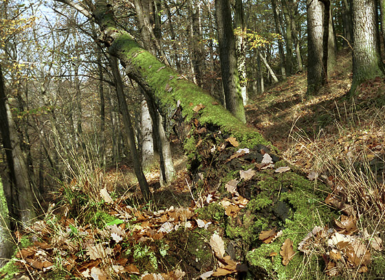 Fallen tree - smaller format