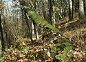 Fallen tree - main link