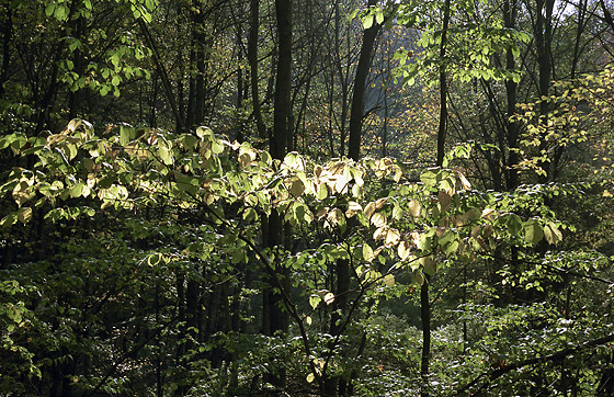 Sunlit leaves - smaller format
