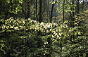 Sunlit leaves - main link
