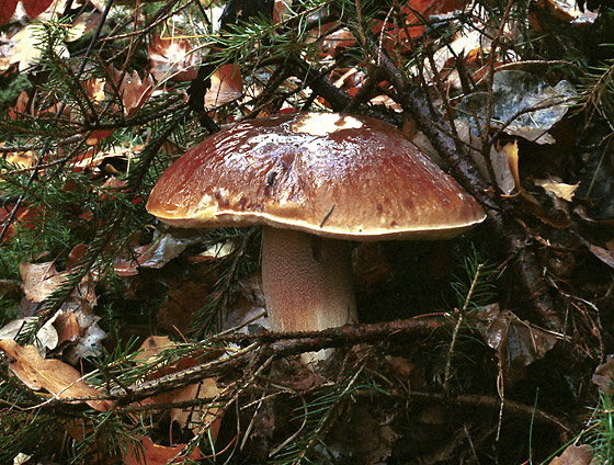 Boletus edulis - smaller format