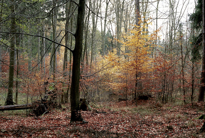 Podzim v Požárských lesích - větší formát